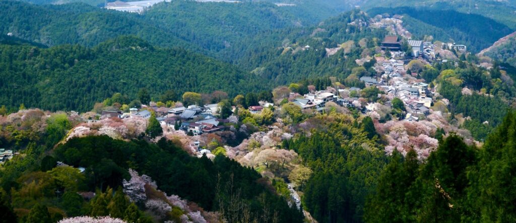 吉野樱花– 日本第一的赏樱胜地“一目千本” | 欢迎来到日本